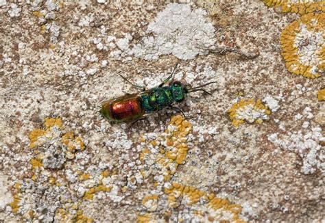 Cuckoo wasp - Stock Image - C021/8117 - Science Photo Library