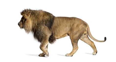 Side View of a Male Adult Lion Walking Away, Panthera Leo Stock Photo - Image of vertebrate ...