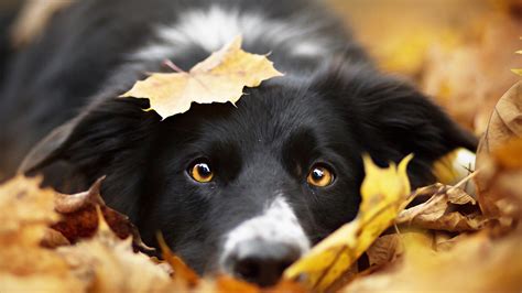 Images Border Collie Dogs Foliage Autumn Snout animal Closeup