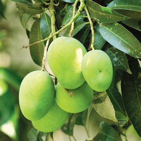 Organic Langra Mango Plants, for Plantation, Color : Green at Best ...