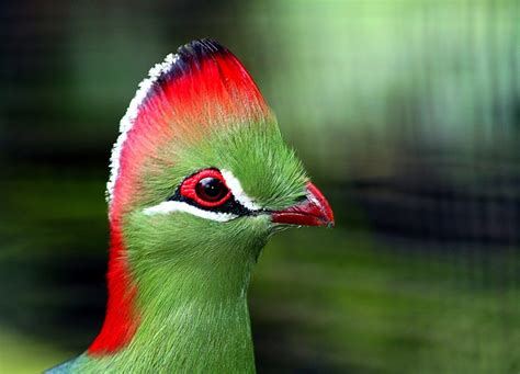 Green Turaco ~ Birds World