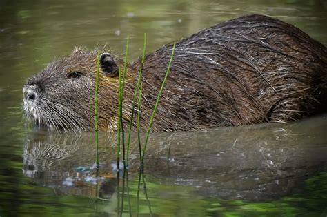 Understanding Nutria in the Pacific Northwest: Habits, Risks, and Control Tips