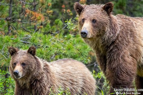 Jasper Wildlife Gallery - Grizzly Bears