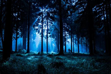 ᐈ Forest at night stock pictures, Royalty Free night forest images | download on Depositphotos®