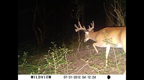 Big Buck Trail Cam Pics - YouTube