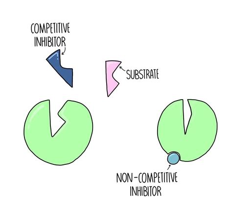 Enzymes (A-Level) — the science sauce