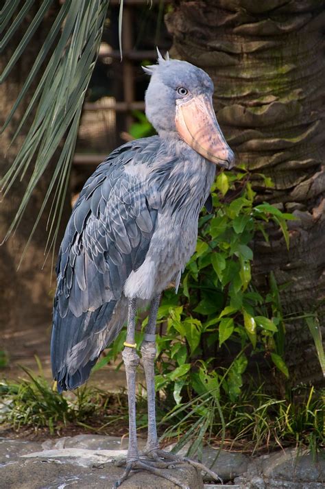 Shoebill Stork(s) have declining #'s due to destruction of habitat for ...