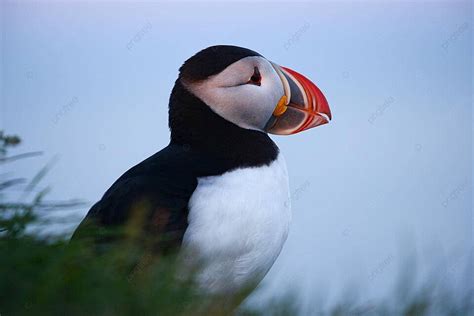 Puffin From Iceland White Beauty Wild Photo Background And Picture For ...