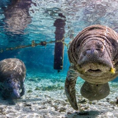 Manatee Mating Season Is In Full Swing In Florida — What It Means For ...