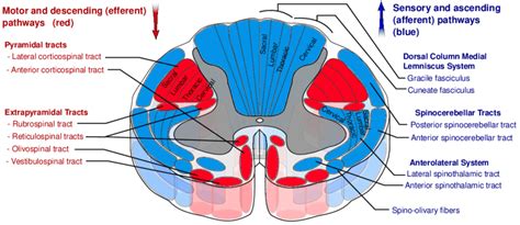 Anterior White Column