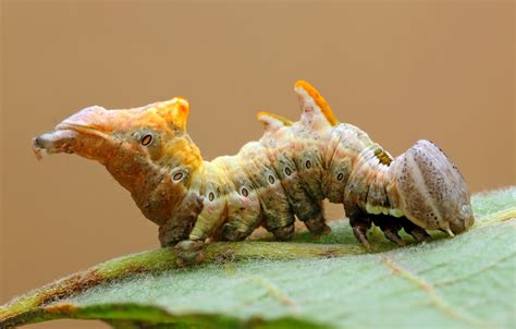 JJ's Photographic nature blog: A jewel of a cuckoo wasp...