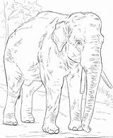 Disegni Da colorare Di Animali Realistici  Per sketch template