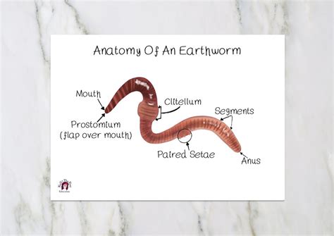 Earthworm Anatomy Lifecycle Poster Montessori 3 Part Cards - Etsy India