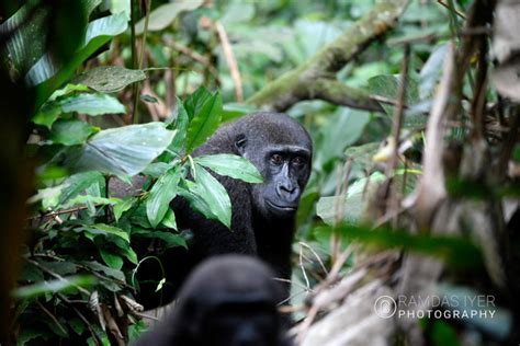 Congo Wildlife – Ramdas Iyer Photography