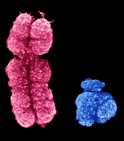 Sex chromosome battle leads to more female mice | Crick