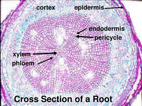 PPT - Figure 35.10 Review of General Plant Cell Structure PowerPoint ...