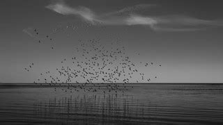 Take Flight 1 | Ducks gathering over Lake Ontario | Peter Scott | Flickr