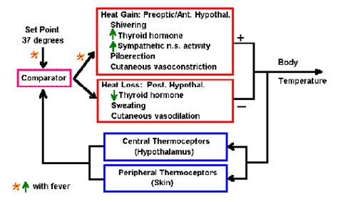 [DIAGRAM] Body Temp Regulation Diagram - MYDIAGRAM.ONLINE