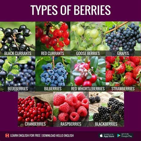 Berries... | Thực vật, Nấu ăn, Từ vựng