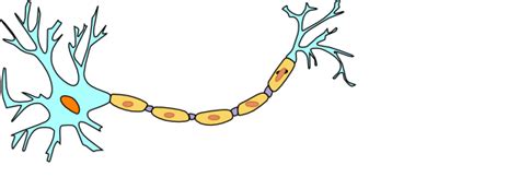 Free Neuron Cliparts, Download Free Neuron Cliparts png images, Free ...