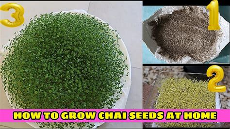 how to grow chia seeds on your diner plate at home . - YouTube