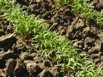 Dill sprout stock image. Image of soil, herby, potherb - 12960279