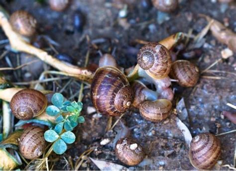 Organic Slug & Snail Control: 10 Ways to Stop Snails or Slugs ~ Homestead and Chill