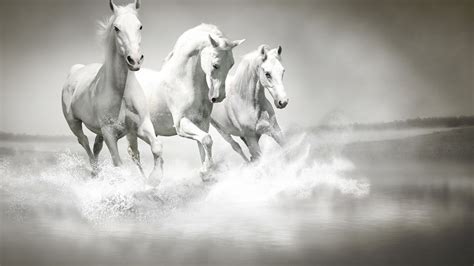 White Horses Are Running On Water HD Horse Wallpapers | HD Wallpapers ...