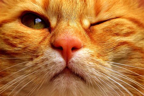 Orange tabby cat closeup photography HD wallpaper | Wallpaper Flare