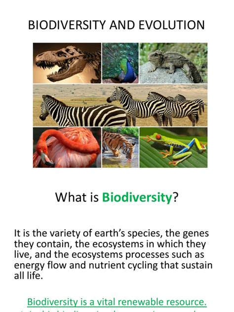 Biodiversity and Evolution | PDF | Natural Selection | Evolution