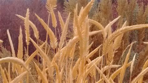 Autumn wheat stock image. Image of oregon, meadow, field - 104452921