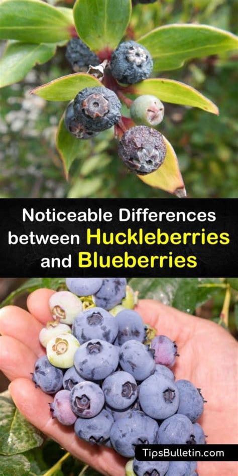 Blueberry vs Huckleberry - Compare the Berries