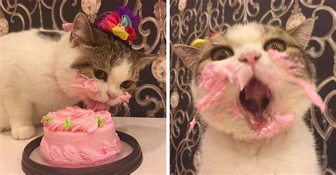 This Cat Eating A Cake On His Birthday Is Hilariously Adorable | Bored ...