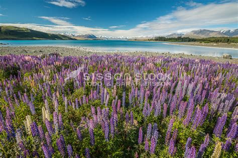 New Zealand Photos | Flowering Lupins, Lake Tekapo, Mackenzie Country, NZ | Sarah Sisson