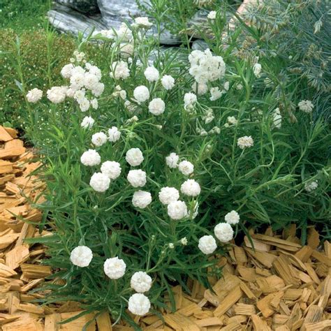 Clouds of tiny, double white flowers billow at the edge of the summer ...