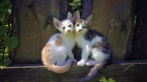 Kittens In The Garden Wallpapers - Wallpaper Cave