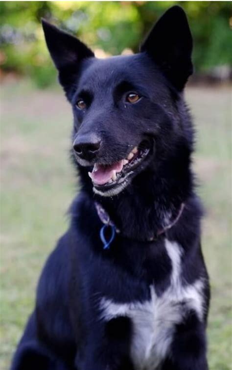 Border collie x kelpie pups wa