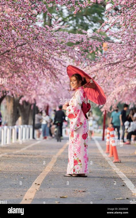 woman in yukata (kimono dress) holding umbrella and looking sakura flower or cherry blossom ...