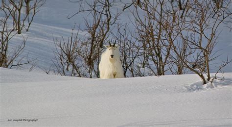 Winter Wildlife | Discover Valdez