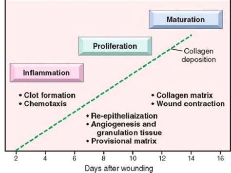 Granulation tissue formation