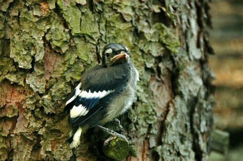 Baby Blue Jay | This little guy was out of the nest, hopping… | Flickr