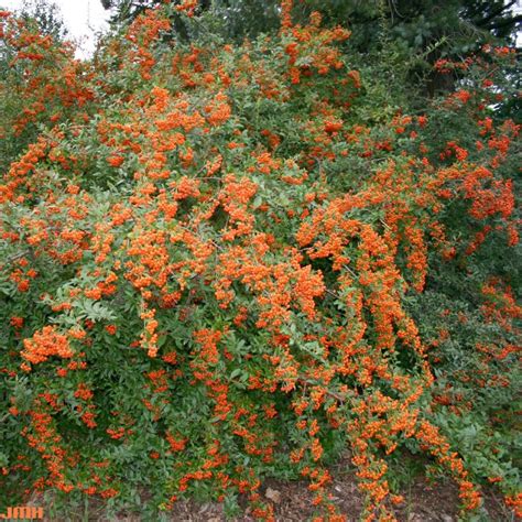 Firethorn | The Morton Arboretum