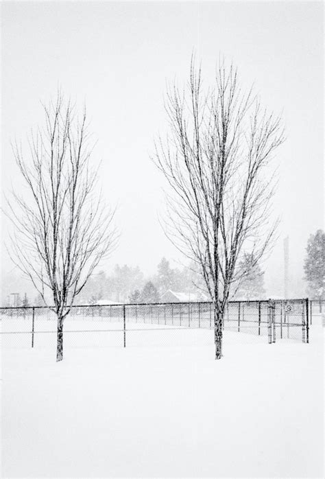 Trees in Snow – Photography by CyberShutterbug