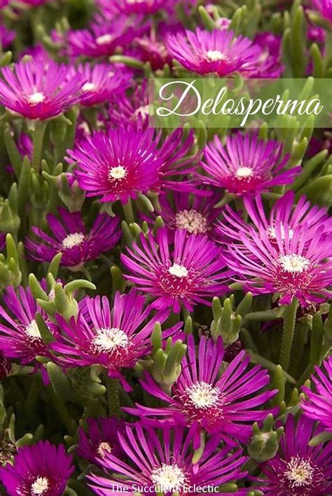 Delosperma Ice Plant in 2020 | Ice plant, Plants, Ground cover plants
