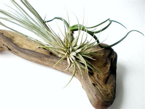 Air Plants on Driftwood: Mounted Tillandsias on Tabletop