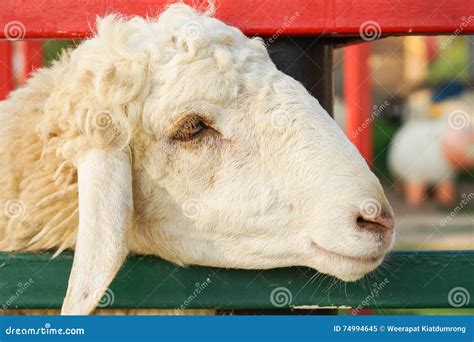 Sheep face closeup stock image. Image of livestock, sheep - 74994645