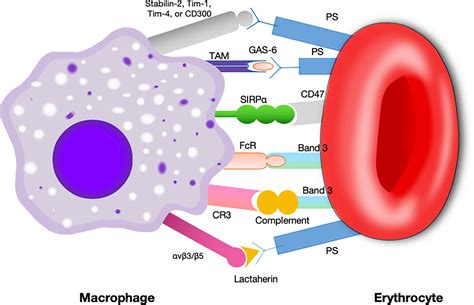 Frontiers | CD47 as a promising therapeutic target in oncology