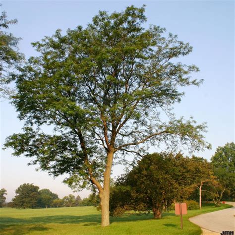 Thornless honey-locust | The Morton Arboretum