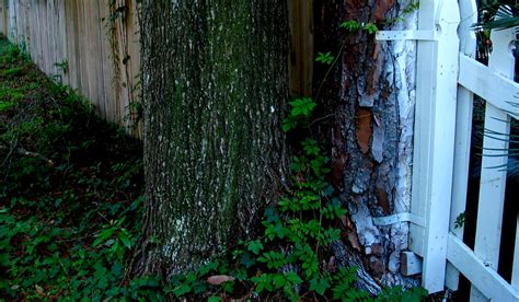 Wooden Fence Oak Tree White Picket Fence Paint Overspray | Flickr