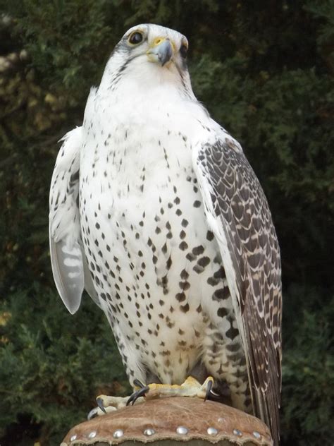 Gyrfalcon (Falco rusticolus)